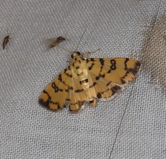 Glycythyma