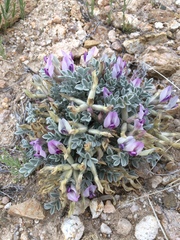 Astragalus newberryi