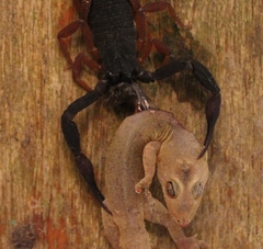 Centruroides gracilis