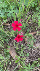 Phlox drummondii
