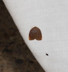 Hemonia micrommata