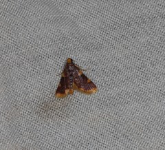 Hypsopygia flavamaculata