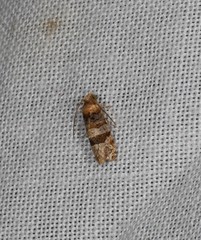 Lobesia peltophora