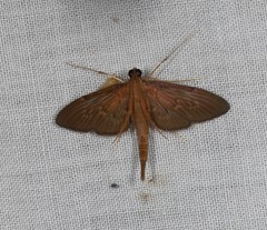 Hymenoptychis sordida