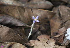 Exacum paucisquamum