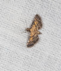 Metasia polytima