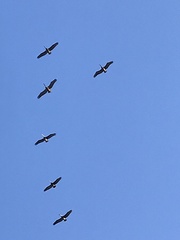Pelecanus occidentalis