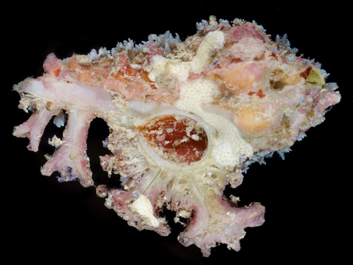 Homalocantha pele observed 2017-05-27