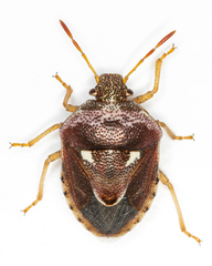 Stagonomus bipunctatus