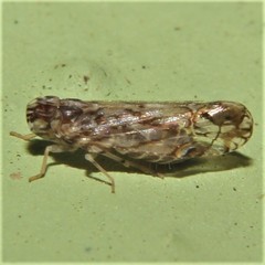 Nymphocixia caribbea