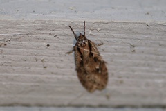Semioscopis mcdunnoughi