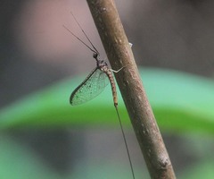 Ephemera rufomaculata