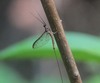 Ephemera rufomaculata - Photo (c) Les Day, some rights reserved (CC BY-NC), uploaded by Les Day