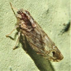 Nymphocixia caribbea