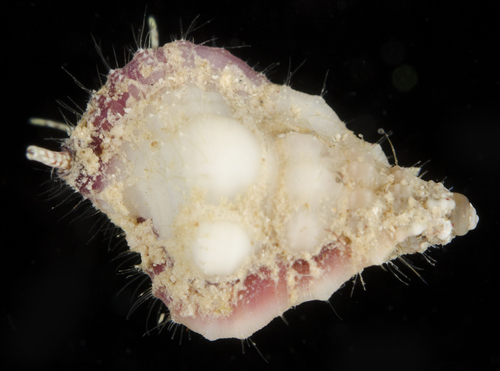 Gyrineum gyrineum, 2017-05-27