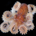 Octopus bocki - Photo (c) smithsonian_marinegeo, μερικά δικαιώματα διατηρούνται (CC BY-NC-SA), uploaded by smithsonian_marinegeo