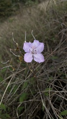 Rhododendron farrerae
