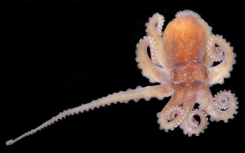 Octopus bocki observed 2017-05-26