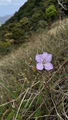 Rhododendron farrerae