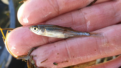 Leucaspius delineatus