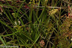 Triglochin barrelieri