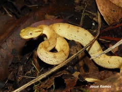 Bothriechis guifarroi