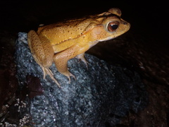 Incilius leucomyos