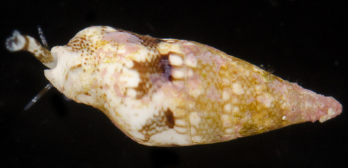 Mitrella loyaltyensis observed 2017-05-26