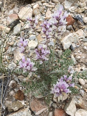 Astragalus minthorniae