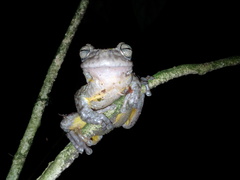 Plectrohyla chrysopleura