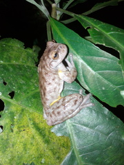 Plectrohyla chrysopleura