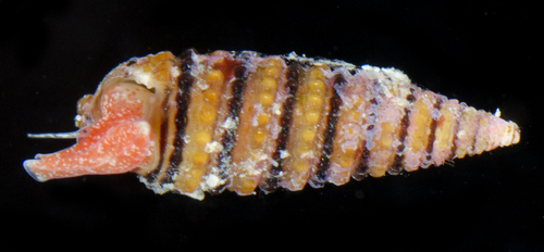 Mastonia cingulifera observed 2017-05-26