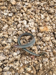 Calochortus kennedyi