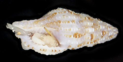 Prodotia iostoma observed 2017-05-27