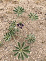Lupinus shockleyi
