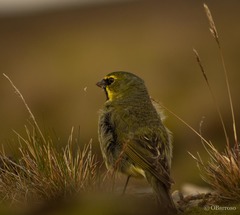 Melanodera xanthogramma