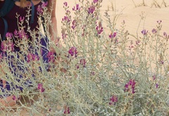 Astragalus lentiginosus borreganus