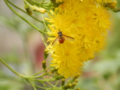 Chrysotoxum triarcuatum