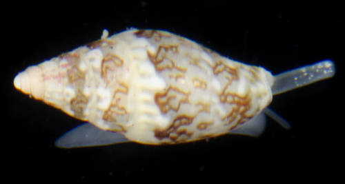 Seminella observed 2017-05-26