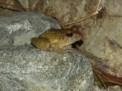 Craugastor aurilegulus