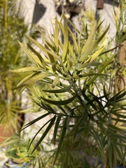 Afrocarpus