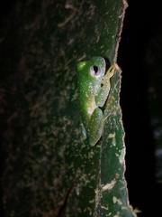 Teratohyla pulverata