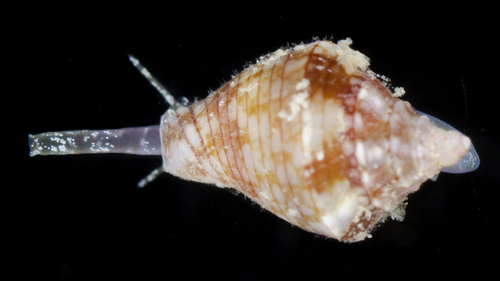 Euplica turturina observed 2017-05-27