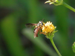 Chrysotoxum triarcuatum
