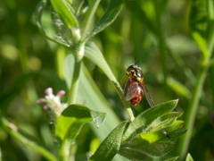 Chrysotoxum triarcuatum