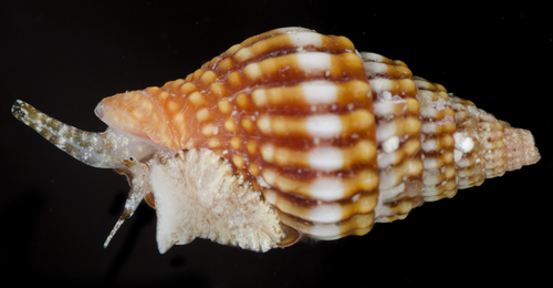 Vexillum aureolatum observed 2017-05-27