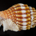 Vexillum aureolatum - Photo (c) smithsonian_marinegeo, some rights reserved (CC BY-NC-SA), uploaded by smithsonian_marinegeo