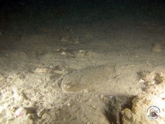 Arnoglossus
