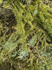 Picea