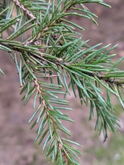 Picea